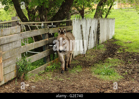 Ein Esel (Equus Africanus Asinus) in Alberta, Kanada Stockfoto