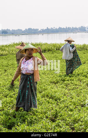 Frauen - Bauern am Feld arbeiten. Amarapura, Mandalay, Birma, Myanmar, Asien, Süd-Asien Stockfoto