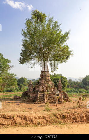 Baum wächst auf einem bröckelnden Stupa in Ruinen von Pagoden, alte Tempel-Architektur, Myanmar, Burma, Südasien, Asien Stockfoto