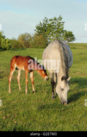 Zwei Pferde (Equus Ferus Caballus). Eine Stute und Fohlen. Stockfoto