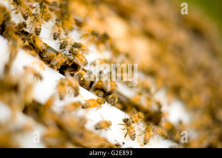 Honigbienen ein- und aussteigen Hive Stockfoto