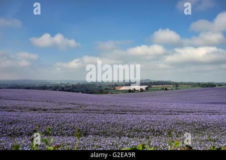 Flachs angebaut in den Cotswolds. Aufnahme in Feldern in der Nähe von Chipping Campdem, Gloucestershire, England, UK. Stockfoto