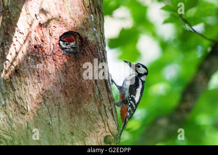 Ein (Dendrocopus großen) Buntspecht Besucher auf seinen jungen Küken im Nest in einer Tanne. Stockfoto