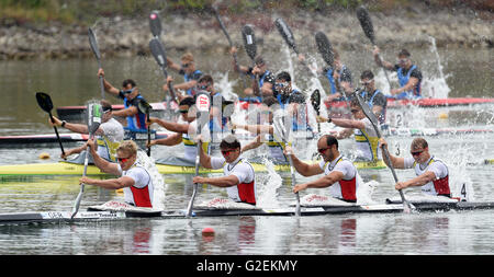 Racice, Tschechische Republik. 29. Mai 2016. Von links: Deutsche Max Rendschmidt, Tom Liebscher, Max Hoff und Marcus Gross zu gewinnen, während die K4 1000 m bei der ICF (International Canoe Federation) Kanu Sprint WM in Racice, Tschechische Republik, 29. Mai 2016. © Libor Zavoral/CTK Foto/Alamy Live-Nachrichten Stockfoto