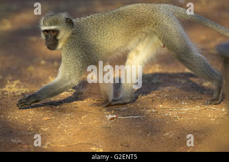 Vervet Affen Chlorocebus Pygerythrus Krüger Nationalpark in Südafrika Stockfoto