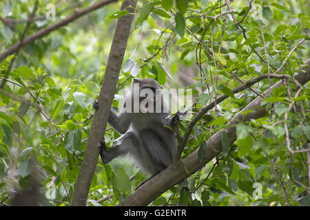 Diademmeerkatze führen Mitis ruft St Lucia Wetland reserve Südafrika Stockfoto