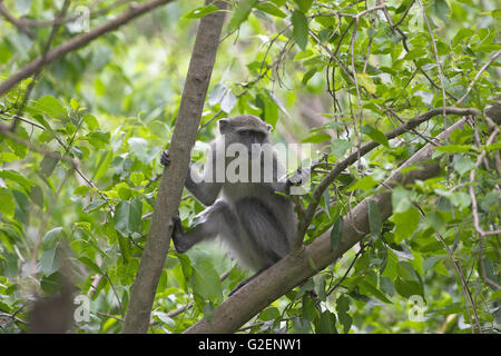 Diademmeerkatze führen Mitis St Lucia Wetland reserve Südafrika Stockfoto