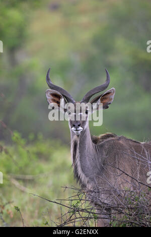 Große Kudu Tragelaphus Strepsiceros Krüger Nationalpark in Südafrika Stockfoto