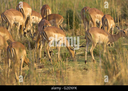 Impala Aepyceros Melampus Weibchen Weiden Krüger Nationalpark in Südafrika Stockfoto