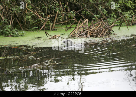 Europäischen Fischotter Lutra Lutra Baden im Fluss Dorset Stockfoto