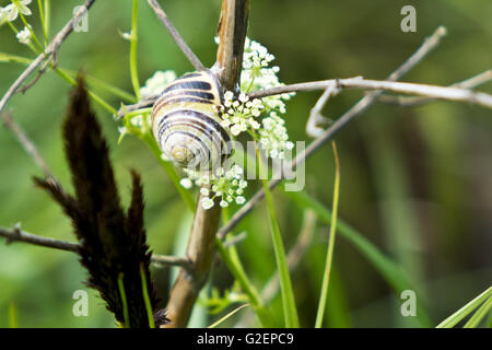 Weißlippen Schnecke Bänderschnecken hortensis Stockfoto