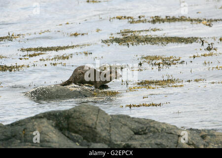 Europäischen Fischotter Lutra Lutra auf Felsen in einem Meer-See Stockfoto