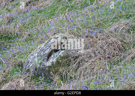 Marder Martes Martes auf Felsen im rauen Grünland auf Bluebell bedeckt Hügel Stockfoto