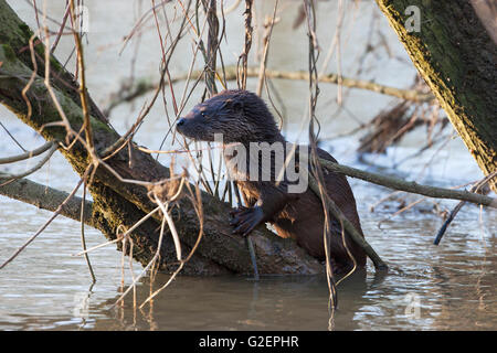 Europäischen Fischotter Lutra Lutra Cub auf dem Ast eines Baumes im Fluss Stour Blandford Dorset England UK Stockfoto