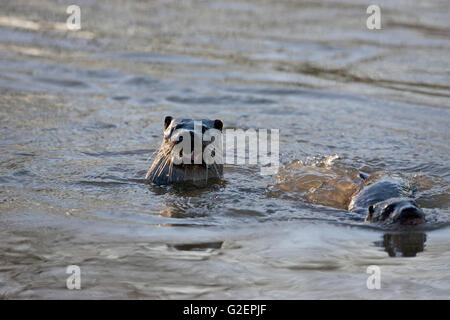 Europäischen Fischotter Lutra Lutra weiblich und Cub im Fluss Stour Blandford Dorset England UK Stockfoto