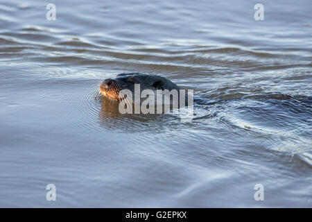 Europäischen Fischotter Lutra Lutra Schwimmen im Fluss Stour Blandford Dorset England UK Stockfoto