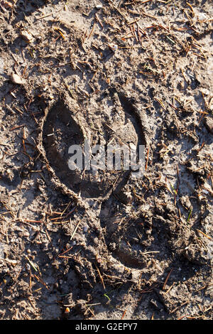 Pony-Fußabdruck im Schlamm New Forest Nationalpark Hampshire England UK Stockfoto