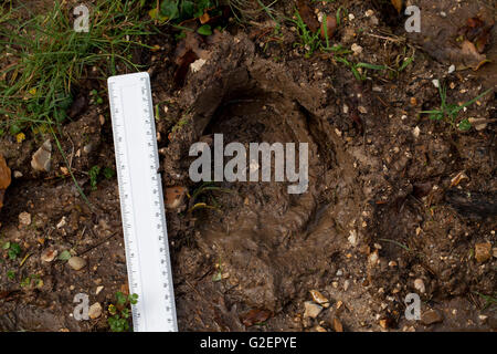 New Forest Pony Fußabdruck im Schlamm New Forest Nationalpark Hampshire England UK Stockfoto