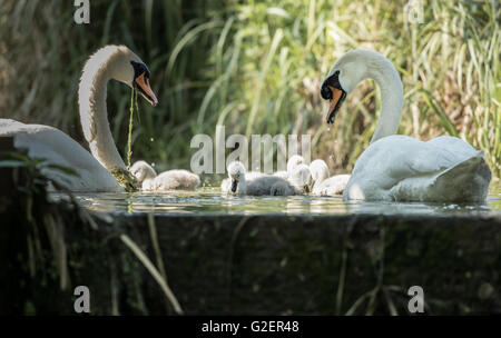 Fünf Cygnets Schwimmen mit Erwachsenen Schwäne Wache am Schloss Rand Stockfoto