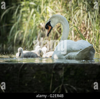 Vier Cygnets mit Erwachsenen Schwan Wache am Schloss Rand schwimmen Stockfoto