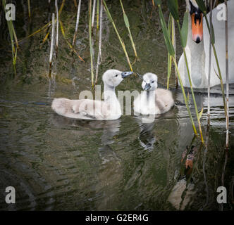 Zwei Cygnets mit Erwachsenen Schwan beobachten Stockfoto