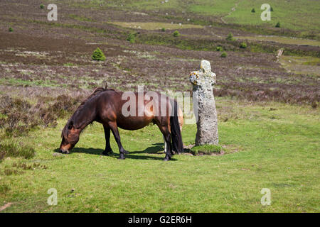 Stute und Fohlen neben Bennetts Cross Dartmoor National Park Devon England UK Stockfoto