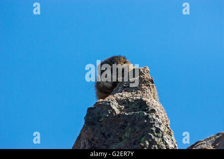 Angsthase Murmeltier Marmota Flaviventris auf Suche nach Gefahr neben der Trail Ridge Road Rocky Mountains National Park zo Stockfoto