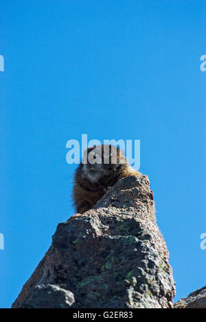 Angsthase Murmeltier Marmota Flaviventris auf Suche nach Gefahr neben der Trail Ridge Road Rocky Mountains National Park zo Stockfoto