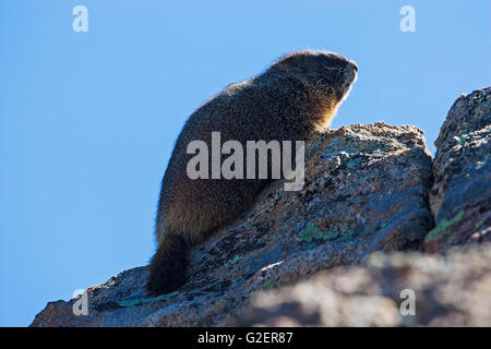 Yellow-bellied Marmot Marmota Flaviventris auf Suche nach Gefahr neben der Trail Ridge Road Rocky Mountains National Park Stockfoto