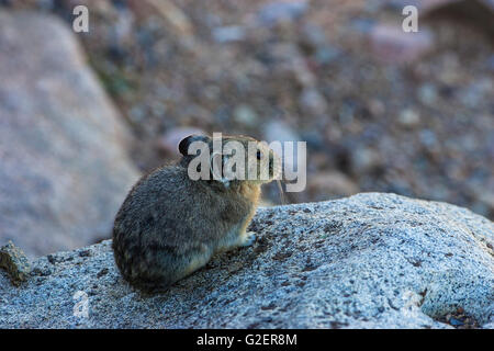 Amerikanische Pika Ochotona Princeps zwischen Felsen Regenbogen Kurve Rocky Mountains National Park Colorado USA Stockfoto