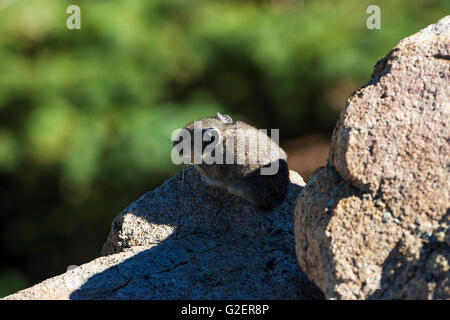 Amerikanische Pika Ochotona Princeps zwischen Felsen Regenbogen Kurve Rocky Mountains National Park Colorado USA Stockfoto