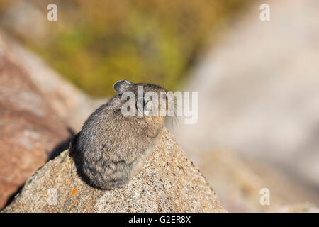 Amerikanische Pika Ochotona Princeps zwischen Felsen Regenbogen Kurve Rocky Mountains National Park Colorado USA Stockfoto