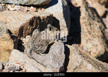 Amerikanische Pika Ochotona Princeps zwischen Felsen Regenbogen Kurve Rocky Mountains National Park Colorado USA Stockfoto