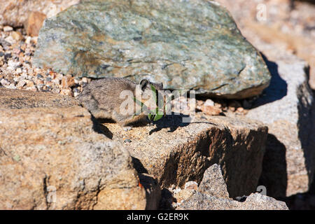 Amerikanische Pika Ochotona Princeps sammeln Lebensmittel für den Winter liefern zwischen Felsen Regenbogen Kurve Rocky Mountains National Park Colo Stockfoto