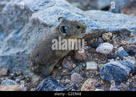 Amerikanische Pika Ochotona Princeps zwischen Felsen Regenbogen Kurve Rocky Mountains National Park Colorado USA Stockfoto