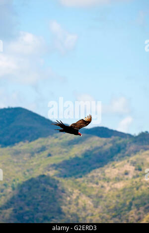 Vertikale Nahaufnahme von einem Türkei Geier fliegen in das Valle De Los Ingenios, Kuba. Stockfoto