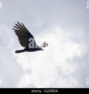 Platz in der Nähe bis der Türkei Geier, Kuba. Stockfoto