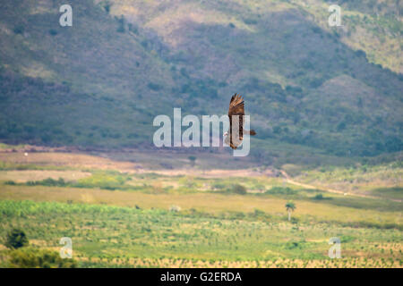 Horizontale Nahaufnahme von einem Türkei Geier in Valle De Los Ingenios, Kuba herumfliegen. Stockfoto