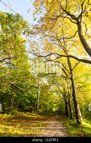 Bäume und trekking-Pfad in Herbststimmung, Triest, Italien Stockfoto