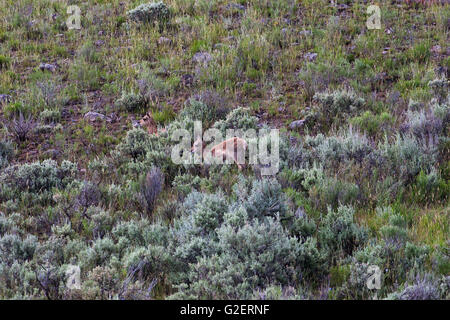 Gabelbock Antilocapra Americana jung unter Silber Beifuß Artemisia Cana Lamar Valley Yellowstone Nationalpark Wyoming USA Stockfoto