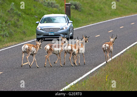 Gabelbock Antilocapra Americana Gruppe beim Überqueren der Straße vor ein Auto im Lamar Valley Yellowstone Nationalpark Wyoming Stockfoto