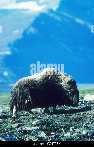 Moschusochsen Ovibos Moschatus Orsted Dal Greenland Stockfoto