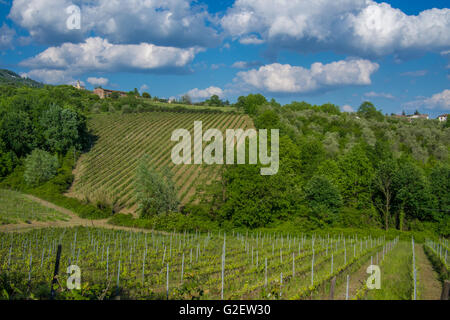 Weinberg in der Nähe des Dorfes Camigliano, Teil der Stadt ("Comune") von Capannori ("Frazione"). Provinz Lucca, Toskana. Stockfoto
