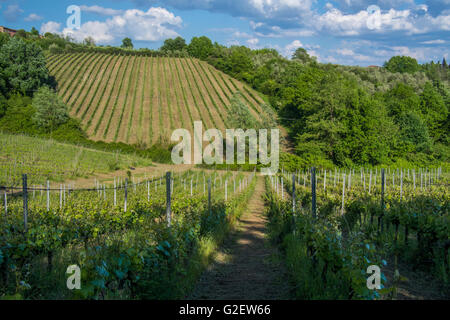 Weinberg in der Nähe des Dorfes Camigliano, Teil der Stadt ("Comune") von Capannori ("Frazione"). Provinz Lucca, Toskana. Stockfoto