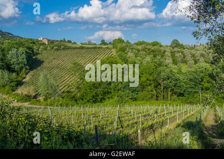 Weinberg in der Nähe des Dorfes Camigliano, Teil der Stadt ("Comune") von Capannori ("Frazione"). Provinz Lucca, Toskana. Stockfoto