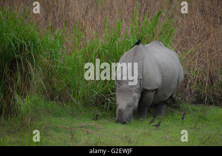 Indische Nashorn oder großen indischen einen gehörnten Nashorn (Rhinoceros Unicornis), mit Vögel Kaziranga Nationalpark, Indien Stockfoto