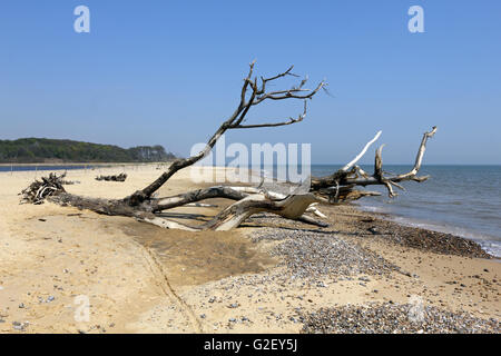 Toter Baum am Strand verursacht durch Küstenerosion Sandstein bei Benacre, Suffolk, England, UK. Stockfoto