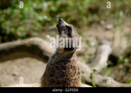 Erdmännchen. Stockfoto