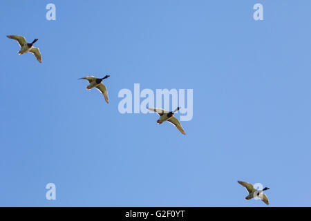 Stockente Enten (Anas Platyrhynchos) im Formationsflug. Stockfoto