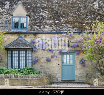 Wisteria Floribunda auf der Vorderseite einer Hütte in Stanton, Gloucestershire, England Stockfoto